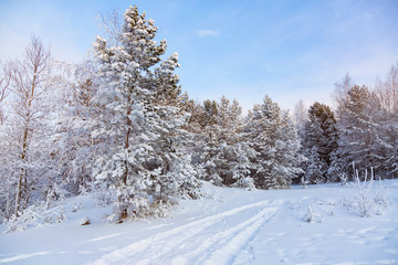 Obraz premium Sunny winter day with snow in the Siberia forest.Frosty sunny day with a blue sky.