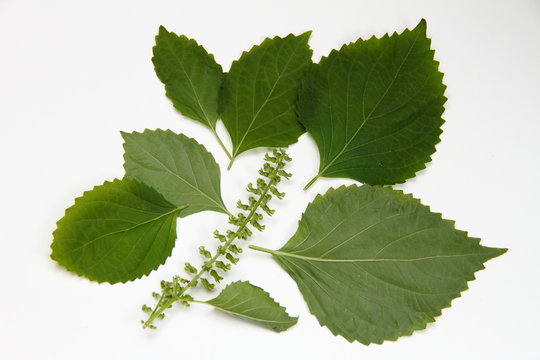 穂紫蘇 Images Browse 7 Stock Photos Vectors And Video Adobe Stock