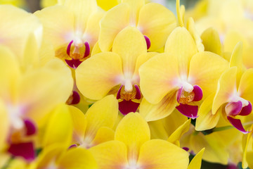 Yellow orchid, hybrid moon Phalaenopsis in botanical orchid farm.