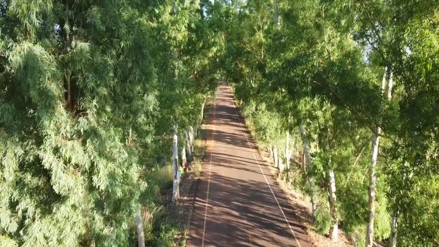Eucalyptus planted in a row