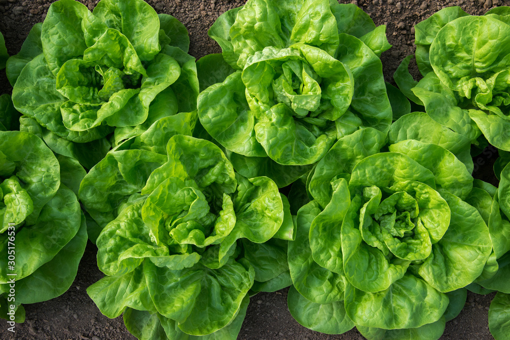 Wall mural fresh organic lettuce growing in a greenhouse - flat lay, selective focus