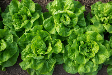 Fresh organic lettuce growing in a greenhouse - flat lay, selective focus - obrazy, fototapety, plakaty