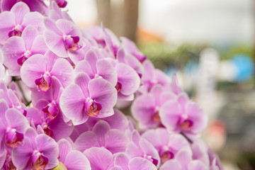 Pink orchid, moon Phalaenopsis in botanical orchid farm.