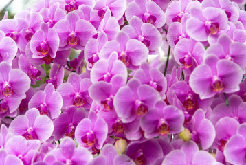 Pink orchid, moon Phalaenopsis in botanical orchid farm.