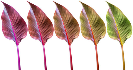 feuilles de philodendron impérial rouge sur fond blanc  © Unclesam