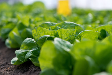Close up of fresh organic lettuce growing in a greenhouse - selective focus