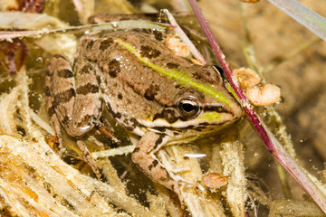 Pelophylax perezi or common frog