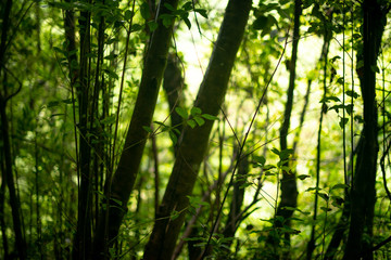 Intense foliage through the jungle