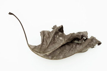dry leaf on white background