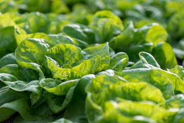 Close up of fresh organic lettuce growing in a greenhouse - selective focus