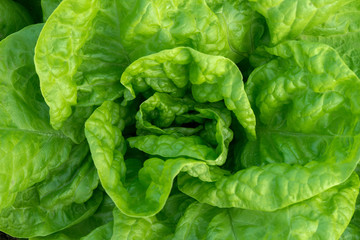 Close up of fresh organic lettuce growing in a greenhouse - selective focus