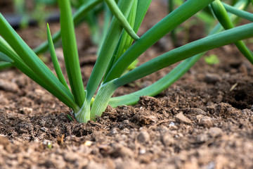 Close-up of organic onion plants growng in a greenhouse - selective focus