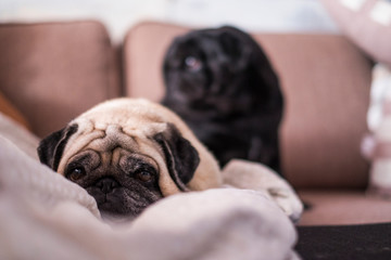 pug dog is having fun playing under the blanket. Lying on a brown couch, you look with tender eyes wrapped in a white blanket.