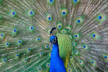 Obraz premium peacock with feathers