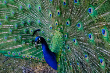 Obraz premium peacock with feathers