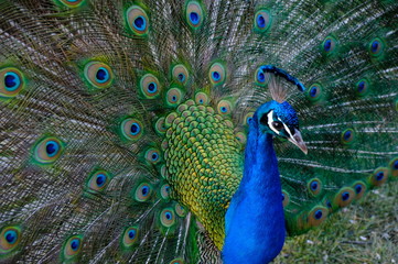 Naklejka na ściany i meble peacock with feathers