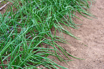 Close-up of organic onion plants growng in a greenhouse - selective focus