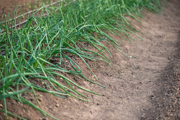 Close-up of organic onion plants growng in a greenhouse - selective focus