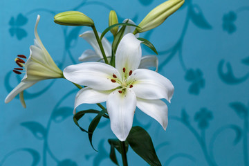 Close up of white calla lilies on a blue background.