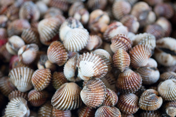 Fresh raw cockles (Blood Cockles)