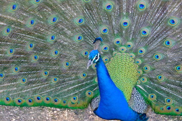 Obraz premium peacock with feathers