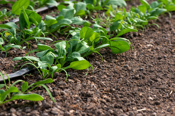 Young fresh organic spinach plants and drip irrigation system in a greenhouse - selective focus