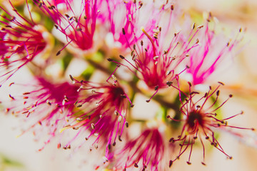 native Australian bottle brush callistemon tree in bloom with purple flowers