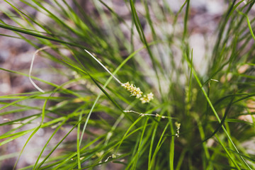 close-up of lomandra grass with yellow flowers
