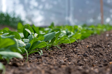 Young fresh organic spinach plants and drip irrigation system in a greenhouse - selective focus