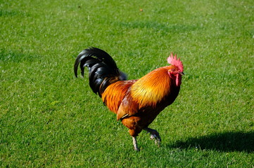 rooster on farm