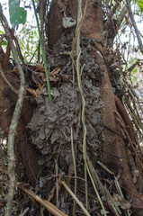 The nesting tree nest