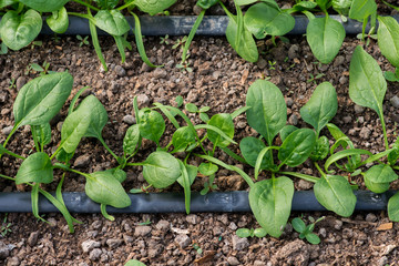 Young fresh organic spinach plants and drip irrigation system in a greenhouse - selective focus, top view