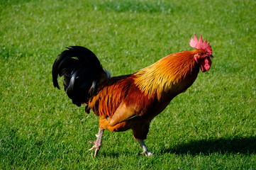 Fototapeta premium rooster on farm