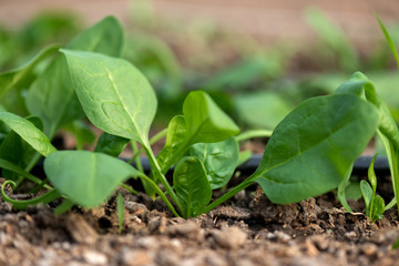 Young fresh organic spinach plants and drip irrigation system in a greenhouse - selective focus