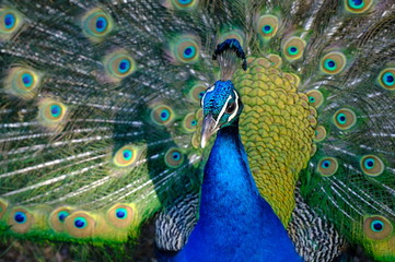 Fototapeta premium peacock with feathers