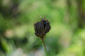 Canna flower seed 