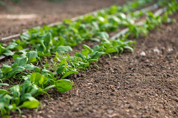 Young fresh organic spinach plants and drip irrigation system in a greenhouse - selective focus