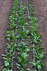 Young fresh organic spinach plants and drip irrigation system in a greenhouse - selective focus