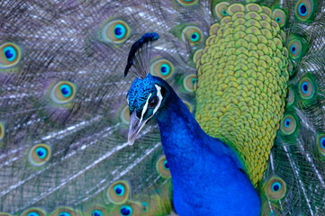 peacock with feathers