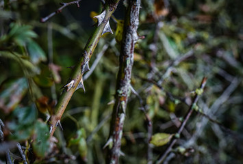 Rose stem thorns against a dark background