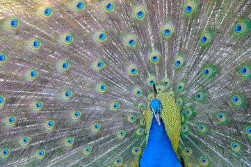 Obraz premium peacock with feathers