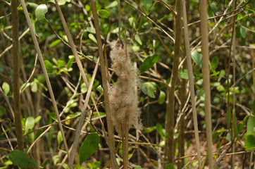 Two flowers that are going to float away