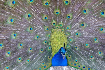 Obraz premium peacock with feathers
