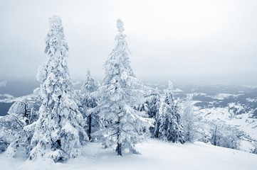Photo of pine trees covered in snow
