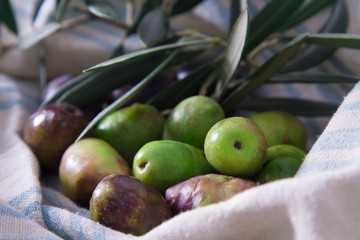 natural olives with branch on cloth