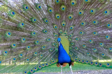 Obraz premium peacock with feathers