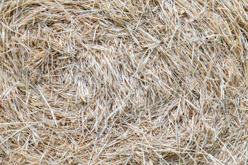 Background texture of dry grass in farm.