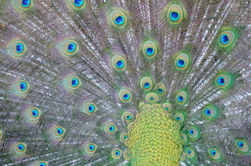 Fototapeta premium peacock with feathers