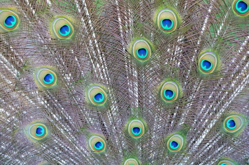 Obraz premium peacock with feathers