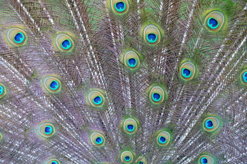 Obraz premium peacock with feathers